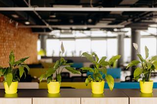Plantes vertes en pots alignées sur des bureaux dans un open space